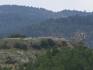 <span class="mw-page-title-main">Dadia Forest</span> Forest in Greece