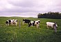 Dairy Cows, Collins Center, New York, 1999.jpg