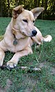 Dakota, de Dixie Dingo (of Carolina Dog) .jpg