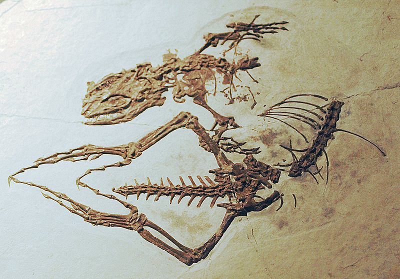 File:DalinghesaurusLongidigitus-PaleozoologicalMuseumOfChina-May23-08 (cropped).jpg