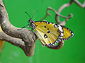 Danaus chrysippus (afrikanischer Monarch]