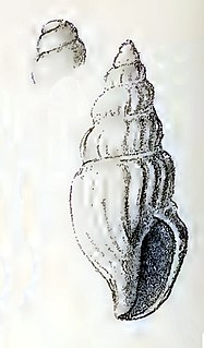 <i>Daphnella intercedens</i> species of mollusc