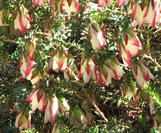 <i>Darwinia macrostegia</i> Species of flowering plant