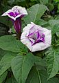 * Nomination Datura(Datura metel) in a public garden, France. --JLPC 22:55, 26 August 2012 (UTC) * Promotion Good quality. --JDP90 09:58, 27 August 2012 (UTC)