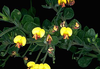 <i>Daviesia mollis</i> Species of flowering plant