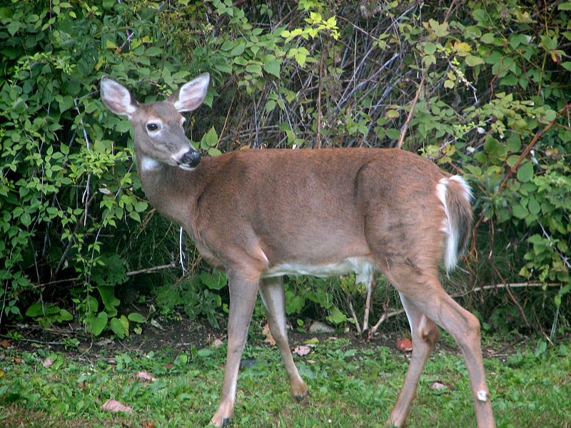 File:Deer female in wild.jpg