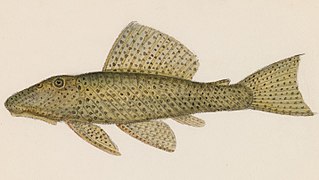 <i>Delturus parahybae</i> Species of armored catfish