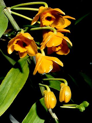 <i>Dendrobium chrysanthum</i> Species of orchid