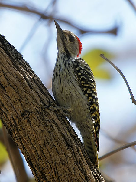 File:Dendropicos fuscescens 1.jpg