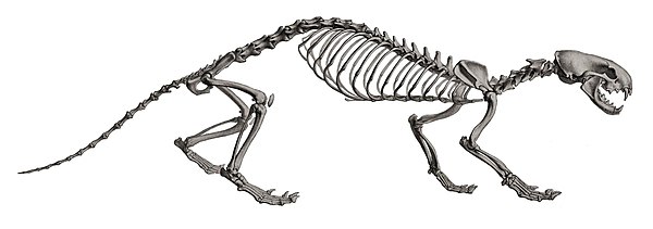 Skeleton