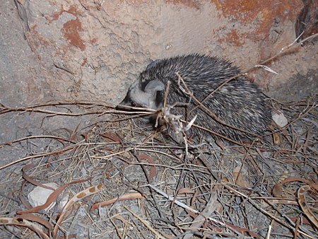 Tập_tin:Desert_Hedgehog.JPG