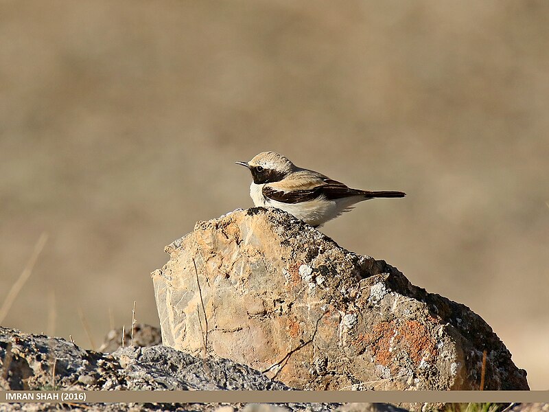 File:Desert Wheatear (Oenanthe deserti) (33282820006).jpg