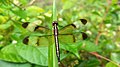 Designed Yellow dragonfly is on the tree.jpg