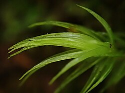 Gewoon gaffeltandmos (Dicranum scoparium), stengelbladen naar een zijde gericht.