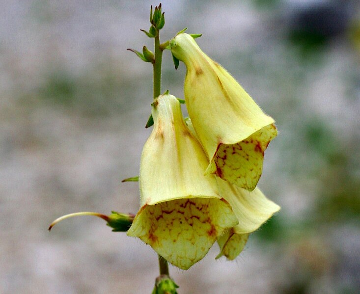 File:Digitalis grandiflora ENBLA04.jpeg