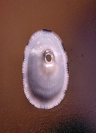 Ventral view of a shell of Diodora inaequalis Diodora inaequalis002.jpg