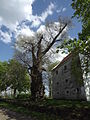 Čeština: Památná lípa malolistá (Tilia cordata) a sýpka v Dolní Stropnici. Okres České Budějovice, Česká republika. English: Memorable Small-leaved Lime (Tilia cordata) and granary in Dolní Stropnice village. Český Budějovice District, Czech Republic.