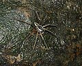 Dolomedes.yawatai.male.-.tanikawa.jpg