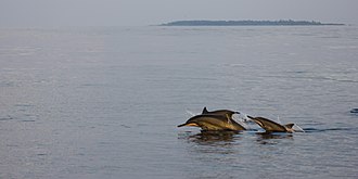 Spinner dolphins in the area Dolphins - Maldives - panoramio.jpg