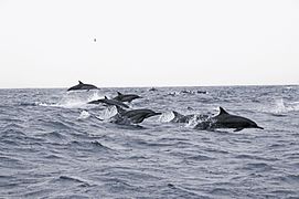 Delphinus tropicalis.