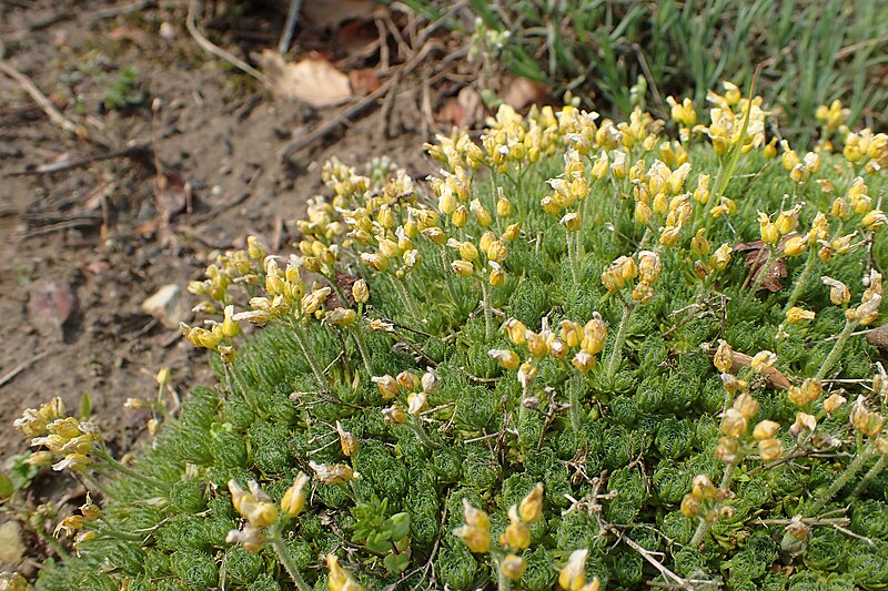 File:Draba lasiocarpa kz11.jpg