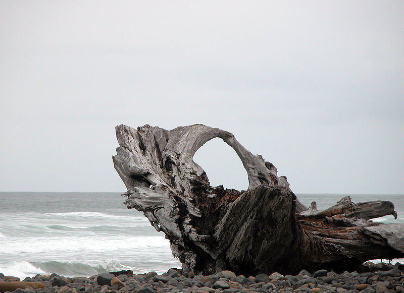 File:Driftwood.jpg