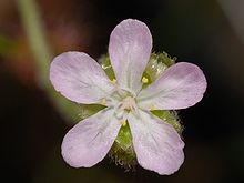 Fleur de Drosera scorpioides.