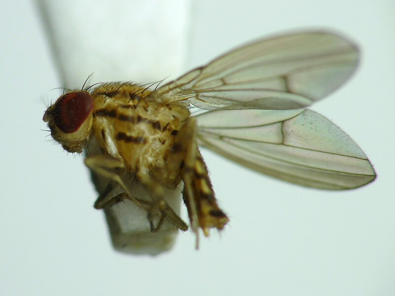 File:Drosophila annulipes.jpg