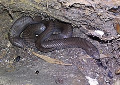 Description de l'image Duberria lutrix - slugeater snake - Cape Town 5.jpg.