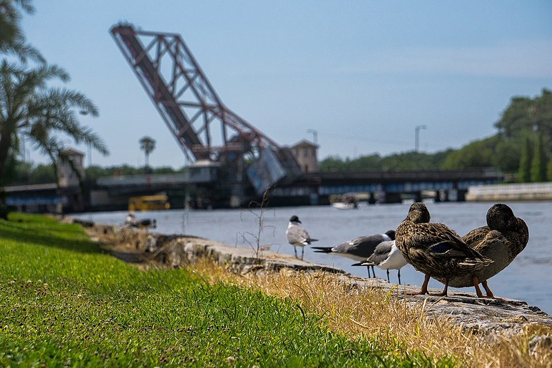 File:Ducks in Tampa.jpg