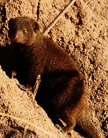 Common dwarf mongoose in the Sabi Sands region of South Africa Dwarf mongoose1.jpg