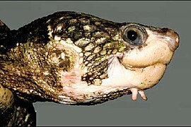 White-throated Snapping Turtle