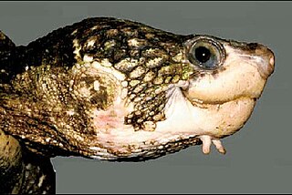 <i>Elseya albagula</i> Species of turtle