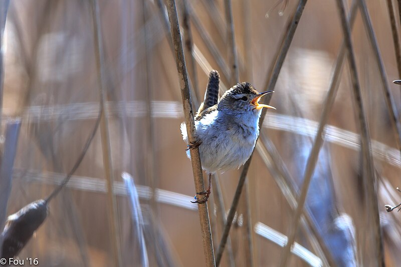 File:Early morning at Lac Du Bois.industrious Marsh Wren (Cistothorus palustrus) (18021811020).jpg