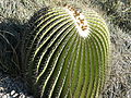 Echinocactus platyacanthus