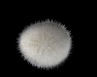 <i>Echinocyamus pusillus</i> Species of sea urchin