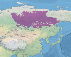 Реферат: Западно-Сибирская тайга