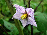 Eggplant flower.JPG