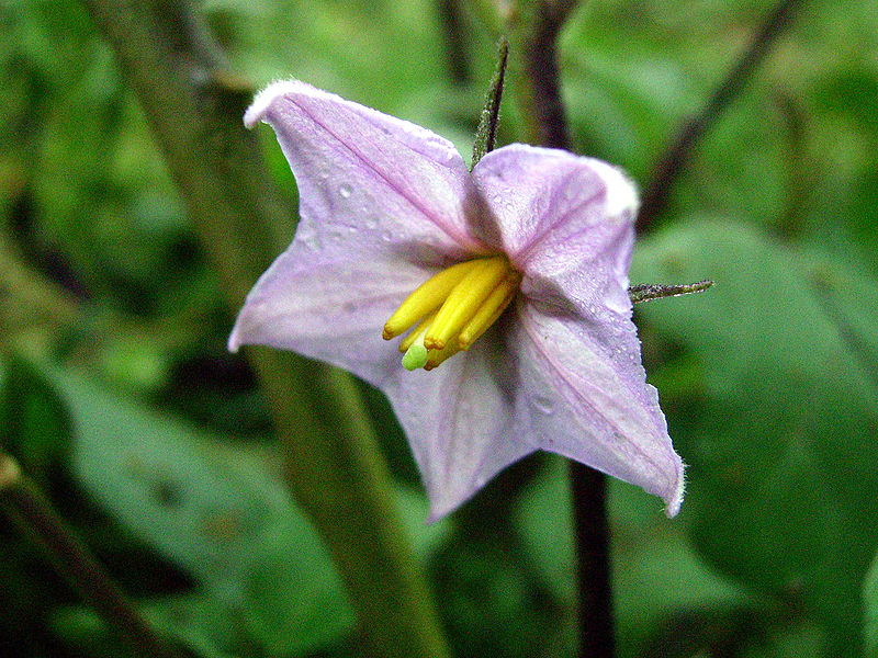 File:Eggplant flower.JPG