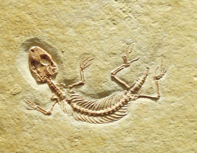 File:Eichstaettisaurus schroederi.JPG