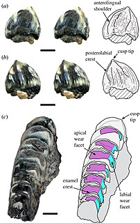 <i>Eilenodon</i>