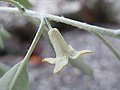 Elaeagnus angustifolia (5001547827) (cropped).jpg