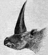 Elasmotherium sibiricum piešinys 1878 m.