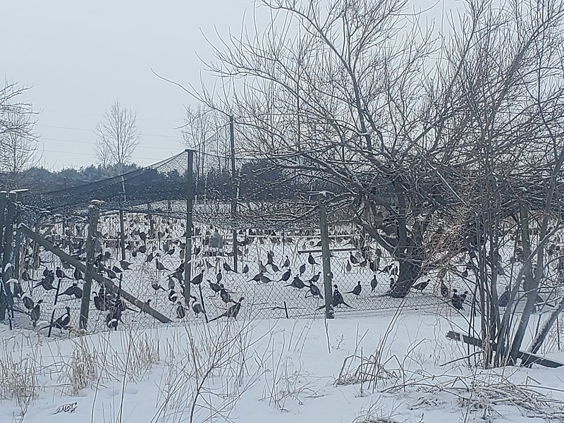 File:Elkhorb Lake Hunting.jpg