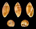 * Nomination Shell of a hollow-shelled snail, Ellobium dominicense --Llez 17:33, 20 April 2016 (UTC) * Promotion Good quality. --Jacek Halicki 21:23, 20 April 2016 (UTC)