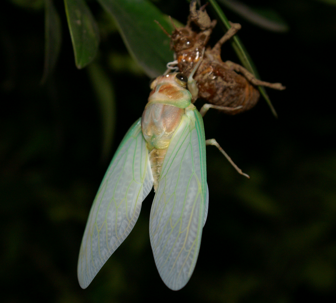 File:Emerging Cicada.png