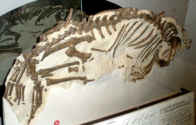 Fossil of Enaliarctos