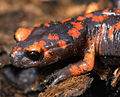 Ensatina eschscholtzii platensis (3405603045).jpg