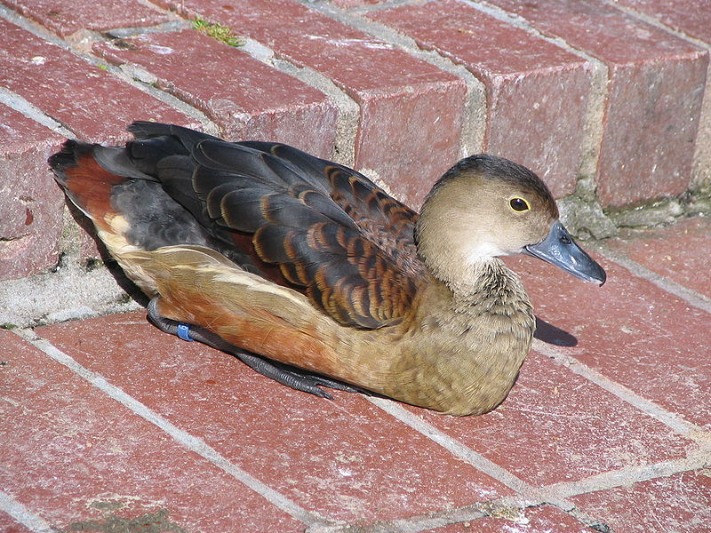 File:Ente2007 1.jpg