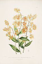 Thumbnail for Epidendrum polyanthum